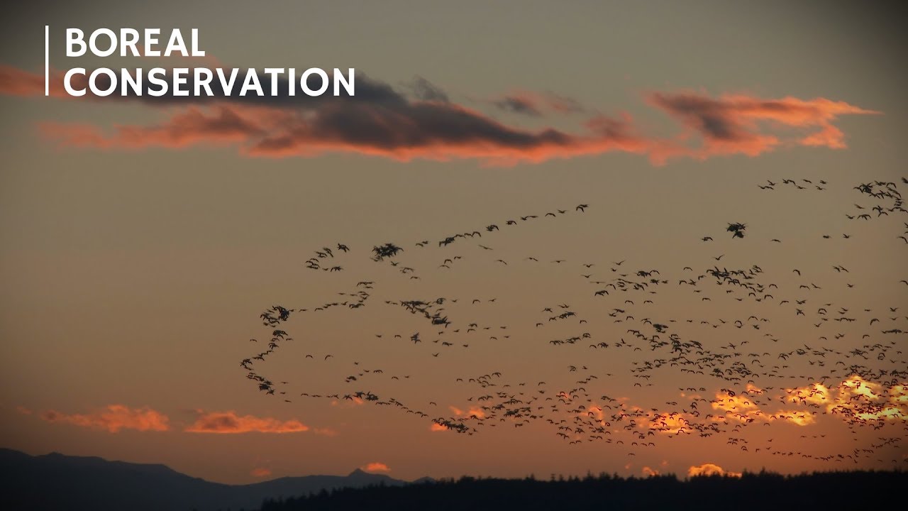 How Boreal Birds Can Adapt to Climate Change