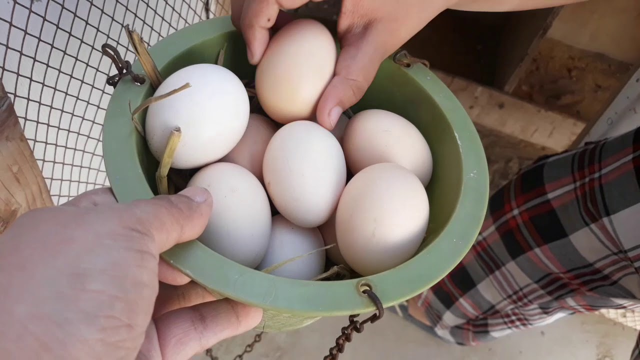 ROOF TOP POULTRY FARMING