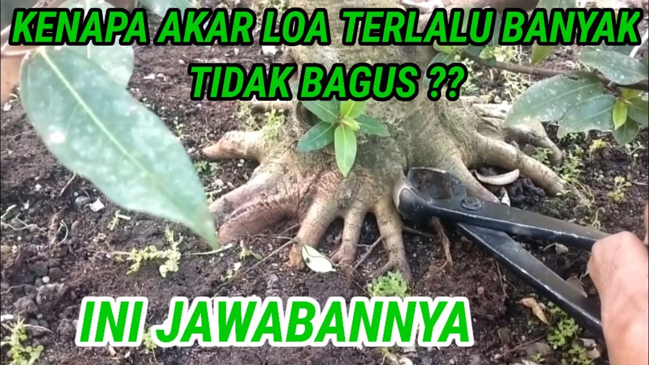 JANGAN BIKIN AKAR LOA TERLALU BANYAK (ficus racemosa)