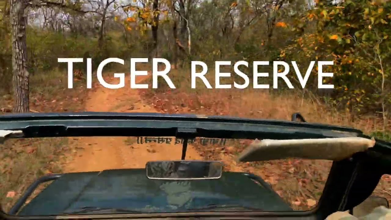 😳 Spotted a tiger 🐅 | Tiger Reserve - Tadoba Nagpur Maharashtra | Tiger Hunting Moment