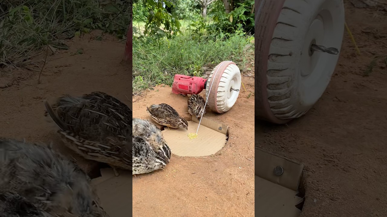 Creative New DIY Bird Trap - Quail Trap # amazing bird trap #shorts