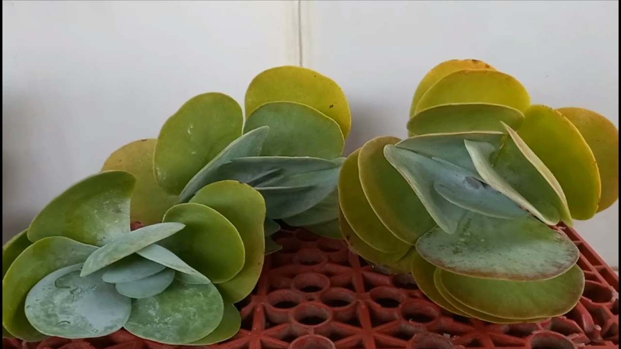 PADDLE PLANT PROPAGATION