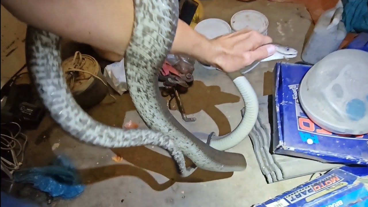 Help!!! A large Black Mamba has gone into our garage!!!