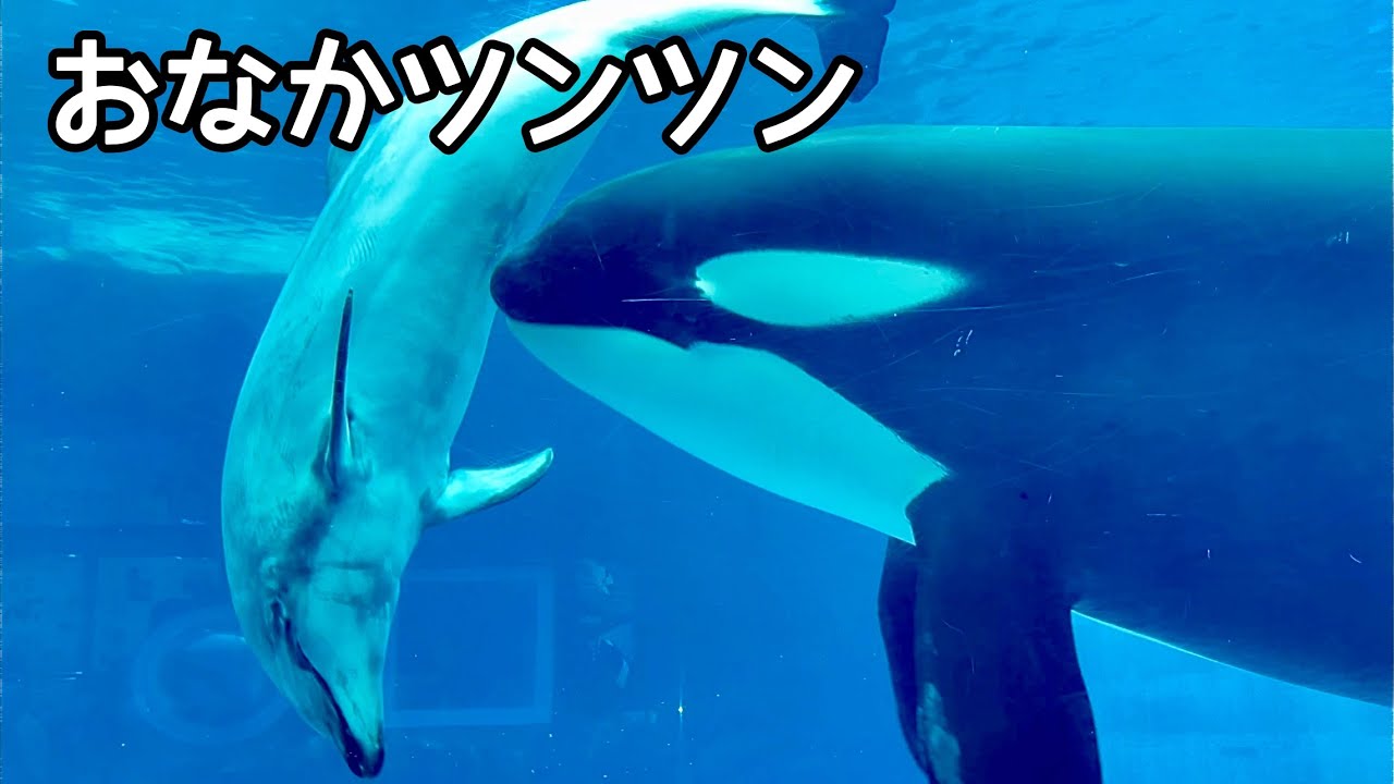 シャチのリンちゃんとイルカのビビとルル　じゃれ合うように泳いでいます【名古屋港水族館】Orca Lynn-chan Dolphin Vivi-chan Ruru-chan 