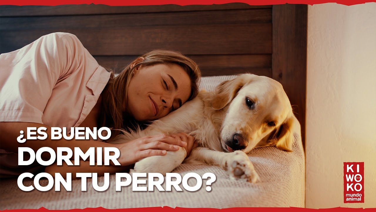 &iquest;Es malo dormir con Perros? 🤔【Ventajas y desventajas de dormir con tu perro 🐶💤 】