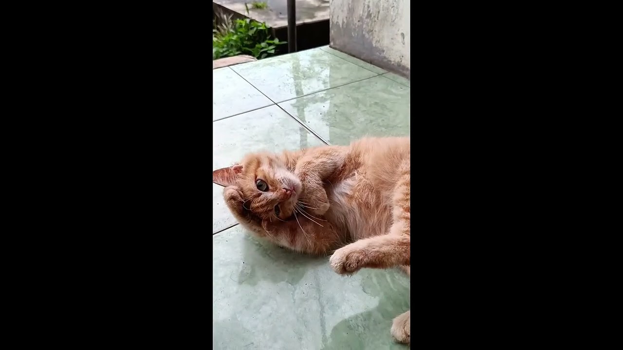 Cat video compilation, original owned by me, free to use #cat