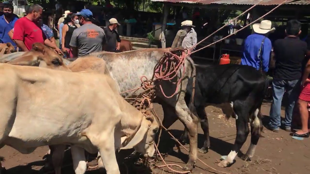 Tiangue de Santiago Nonualco, La Paz 1 de Nov.