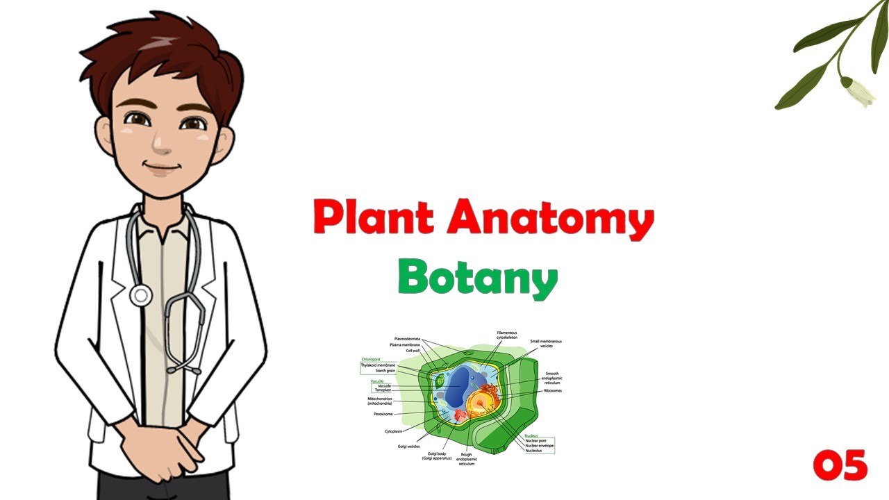 Botany - 05- plant tissues - Ground & Vascular tissues ( Xylem - Phloem ) | شرح مادة البوتاني
