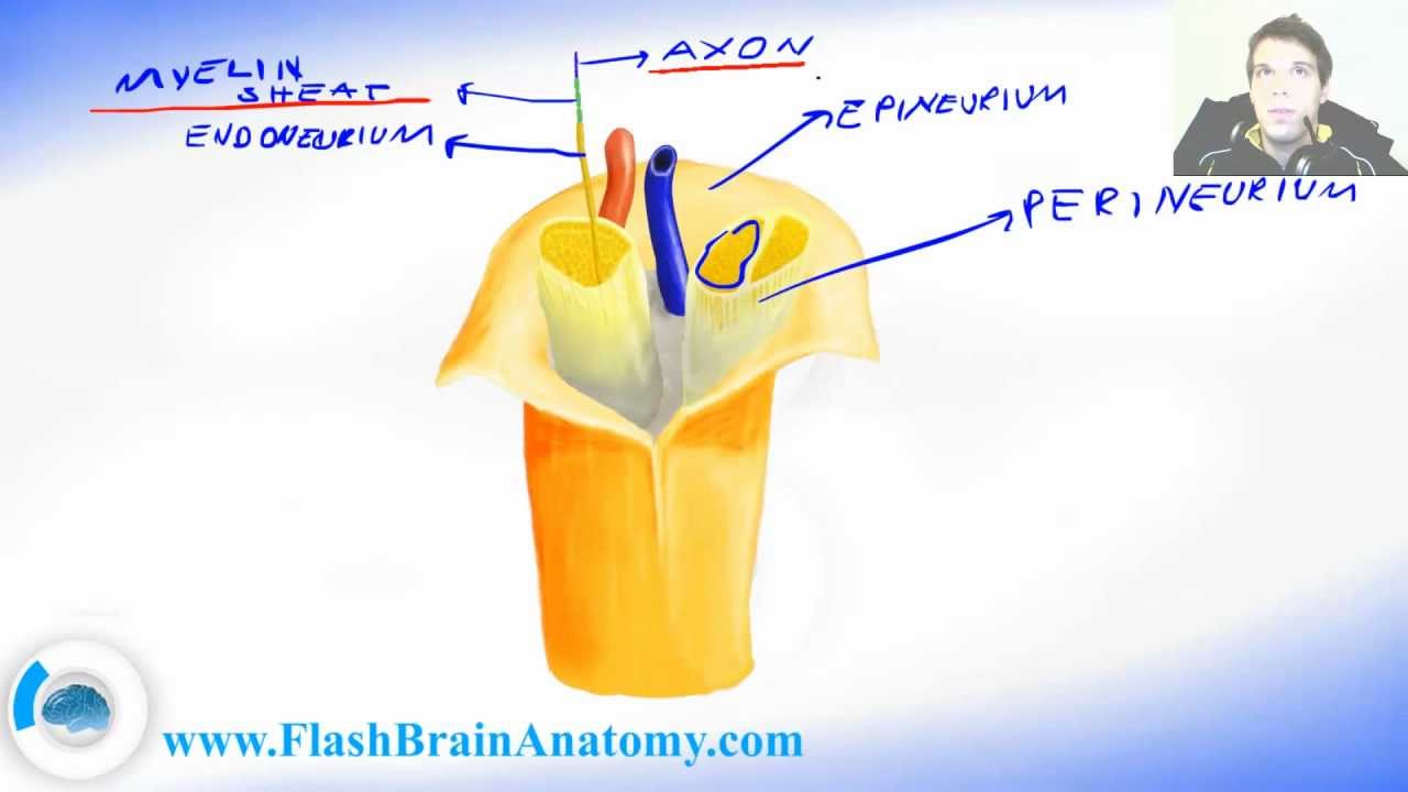 Peripheral Nervous System Nerve Anatomy