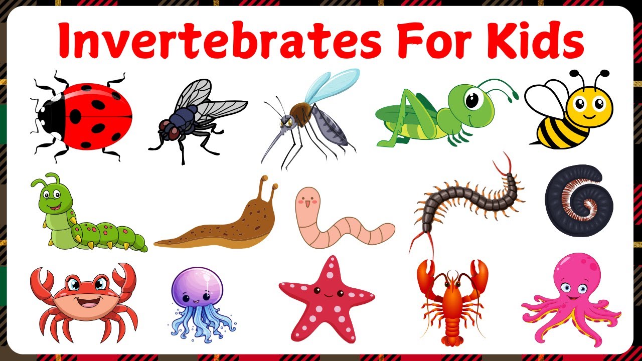 Invertebrates For Kids | Vocabulary for kids | Learn Invertebrates with fun facts
