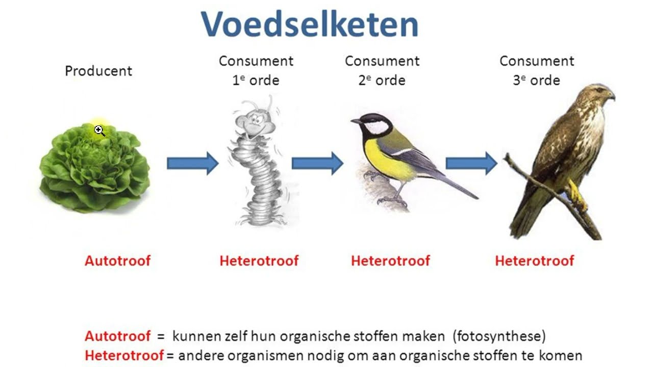 4H - Nectar - H7 - Soorten en relaties
