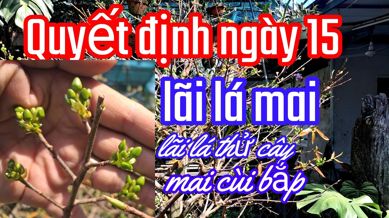 10/12/AL.Quyết định 15.AL. lãi lá mai đúng hây xai 