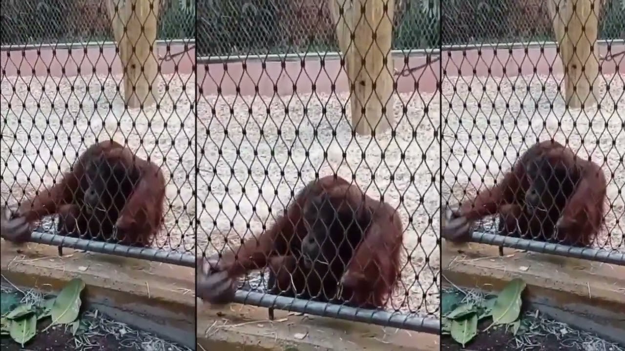 GERMANY - Dortmund Zoo is very beautiful - Chapter 2