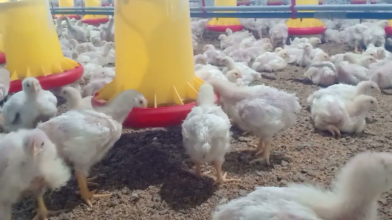 Kalahkan insomnia dengan suara ayam, ayam broiler, ayam lagi makan & ayam lagi minum