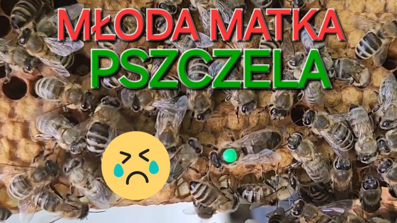 Młoda matka strutowiała 😪