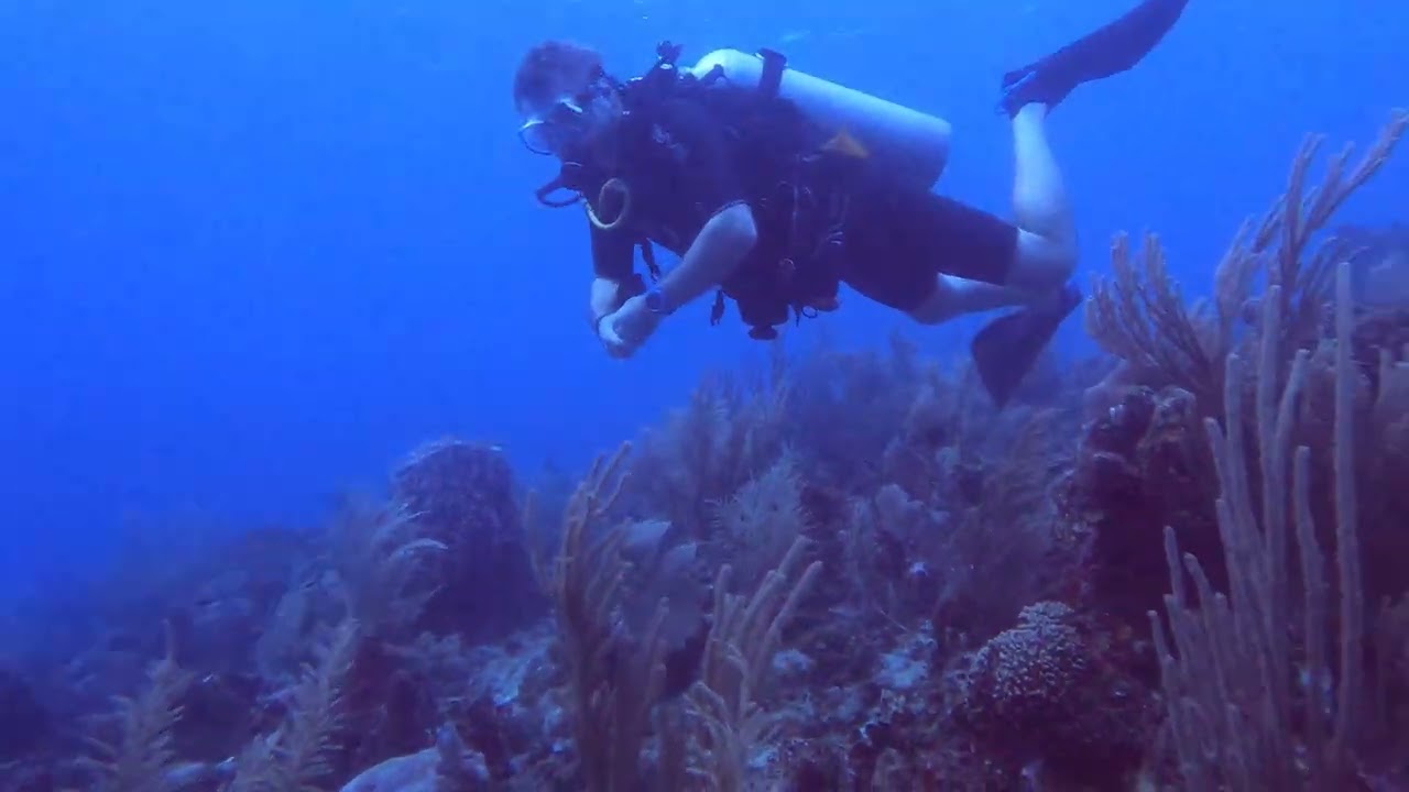 Diving Roatan -Part 3