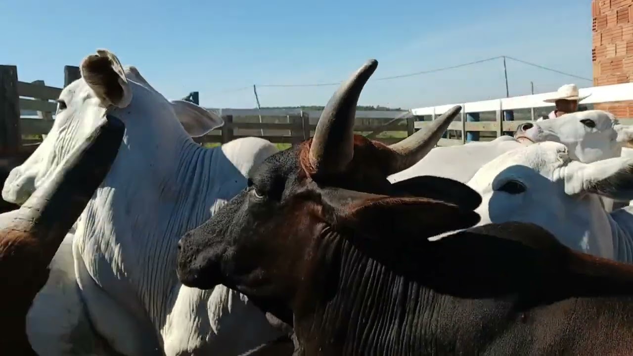 JOÃO ALVES NO COMBATE A MOSCA DE CHIFRE