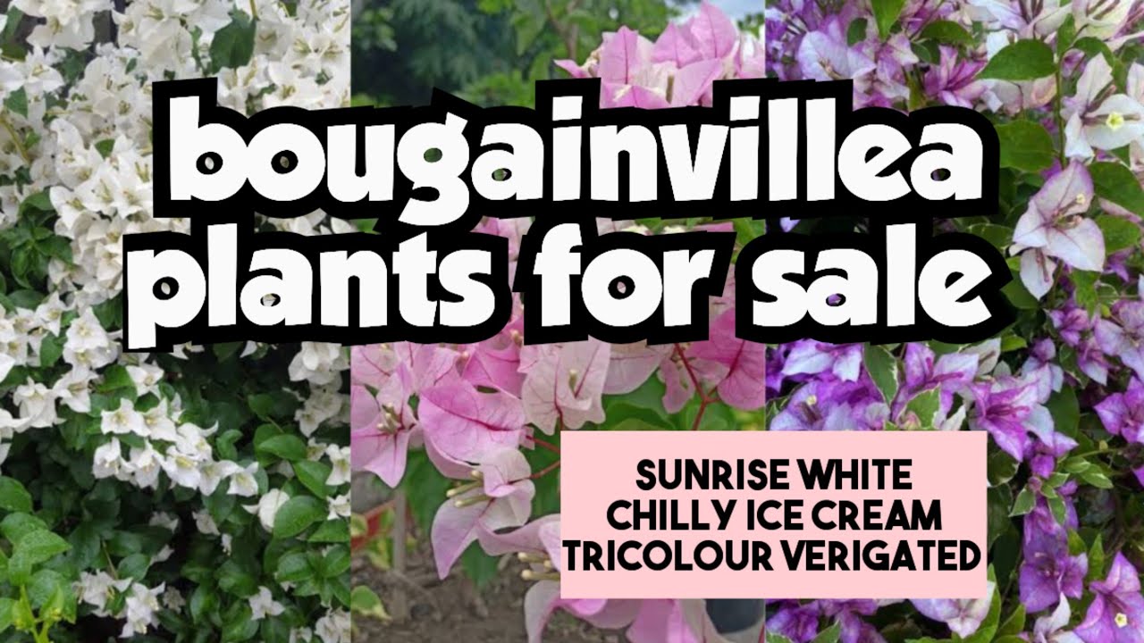 Bougainvillea plants||sera's gardens||18-02-25