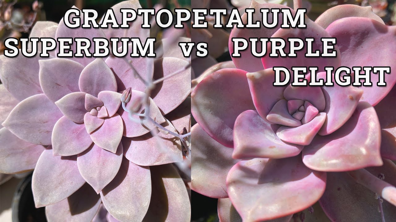 Graptopetalum Purple Delight vs Superbum
