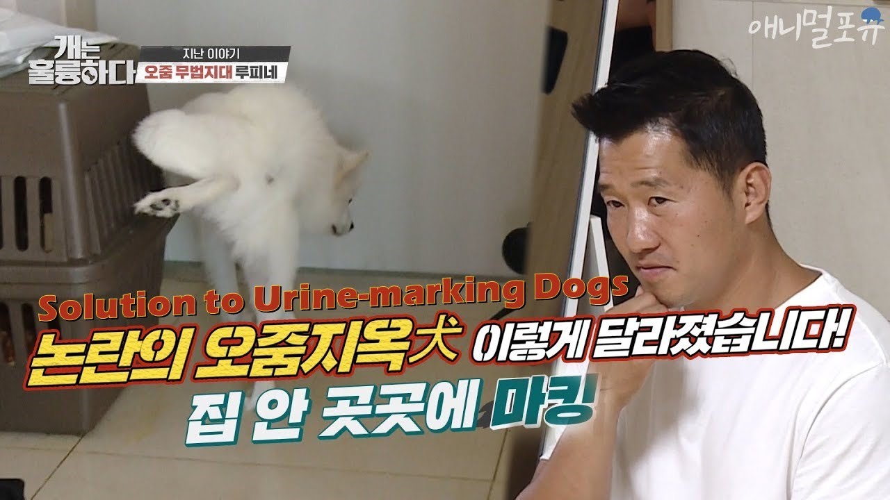 [ENG CC] 우리 오줌지옥견이 달라졌어요! 강형욱을 분노하게 했던 논란의 오줌지옥견들의 솔루션을 대공개합니다! [개는 훌륭하다], KBS 200907 방송