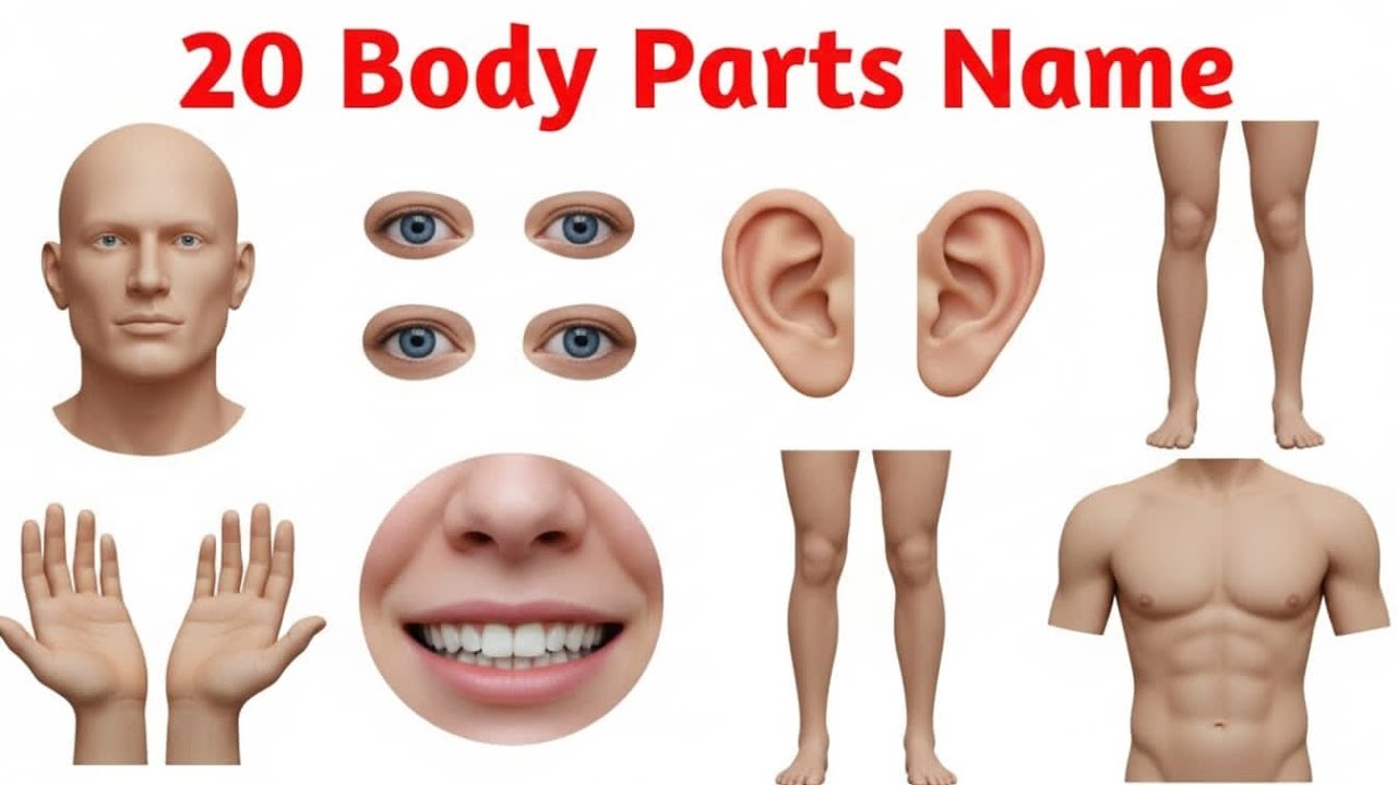 Body Parts Name | Learn 20 Body Parts in English and Hindi | Kids Learning