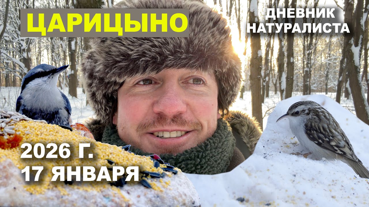 Дневник натуралиста. 17.01.2026. Царицыно