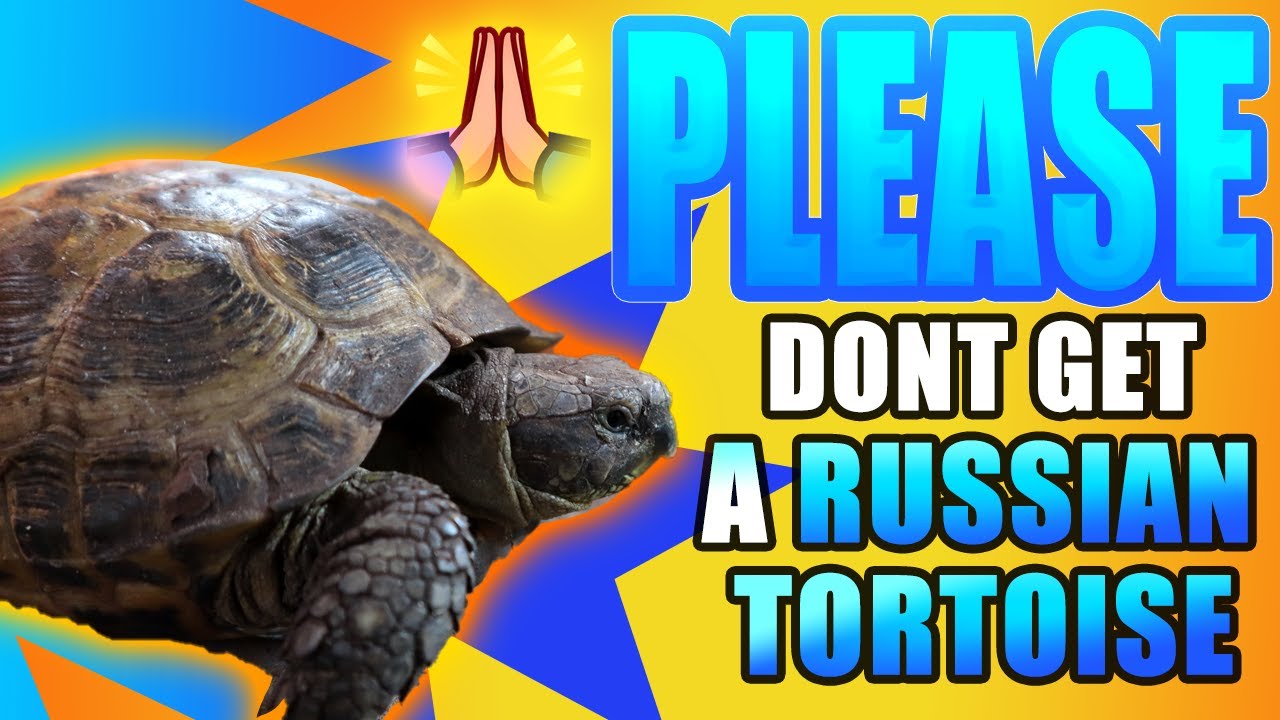 DO NOT GET A RUSSIAN TORTOISE! 5 SURPRISING Care Elements You Are Not Ready For