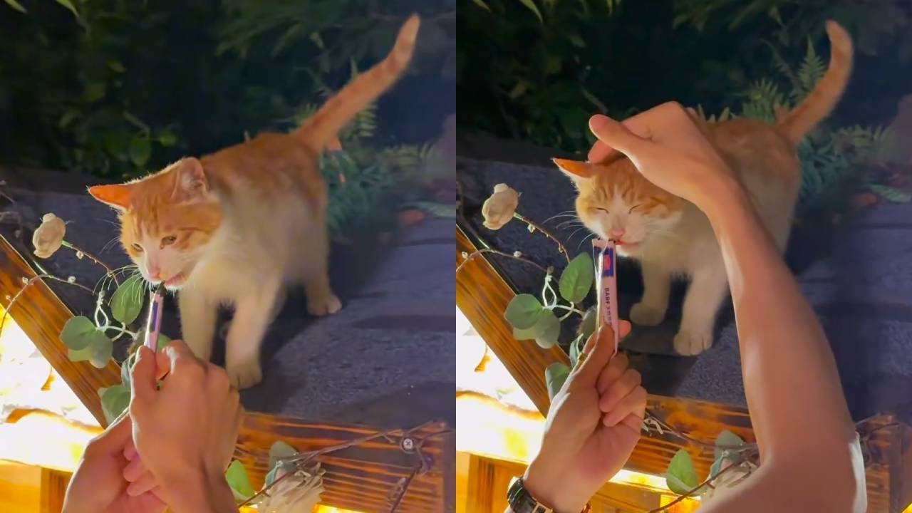 單純的小貓咪真好騙~沒有一隻小貓能抵擋貓條的誘惑！#貓咪小院的日常 #八條 #貓咪小院
