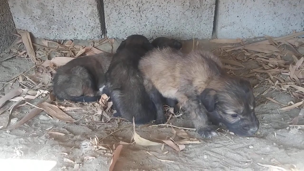 Puppies Exploring the World for the First Time | Shampy Life 🐾