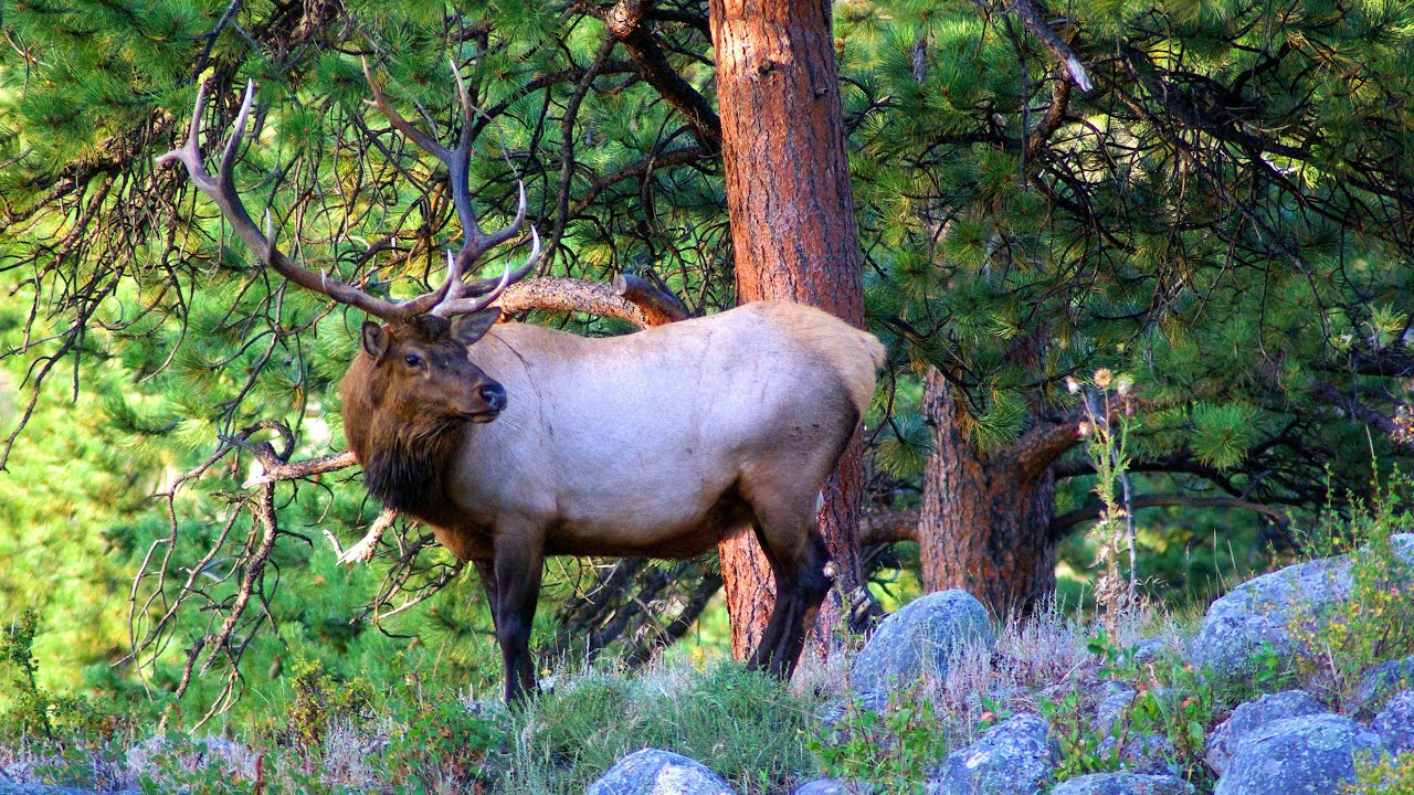 lovely deer - photo slideshow