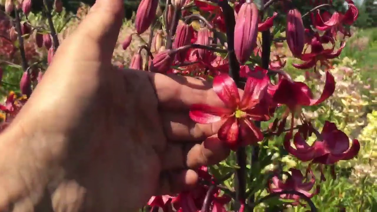 Martagon Lilies in our field