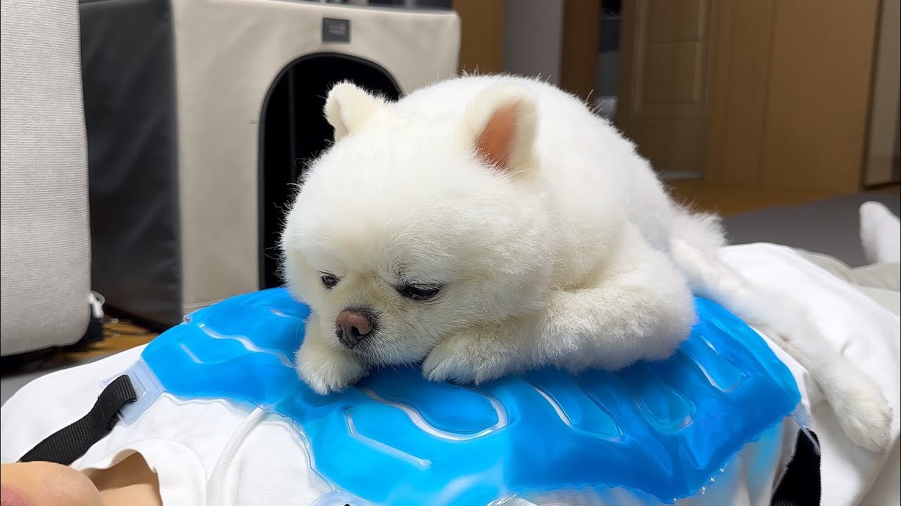 쿨조끼 입었더니 강아지가 자꾸 달라붙어서 미치겠어요ㅋㅋㅋ
