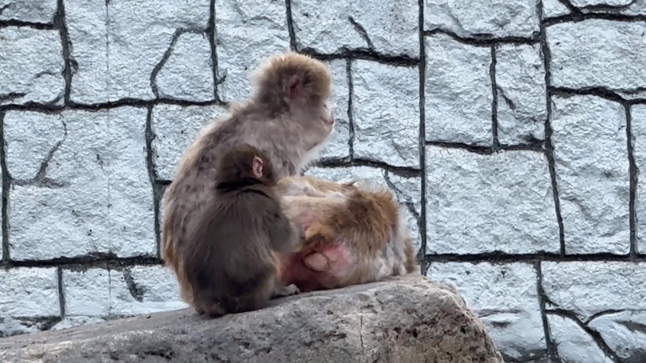 番外編 ちょっと勇気を出してみるパンチくん！【番外編】【市川市動植物園】ニホンザル
