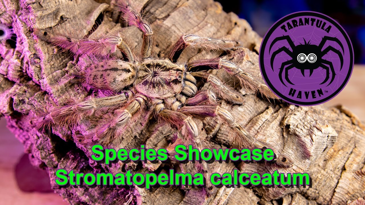 Species Showcase,  Stromatopelma calceatum!