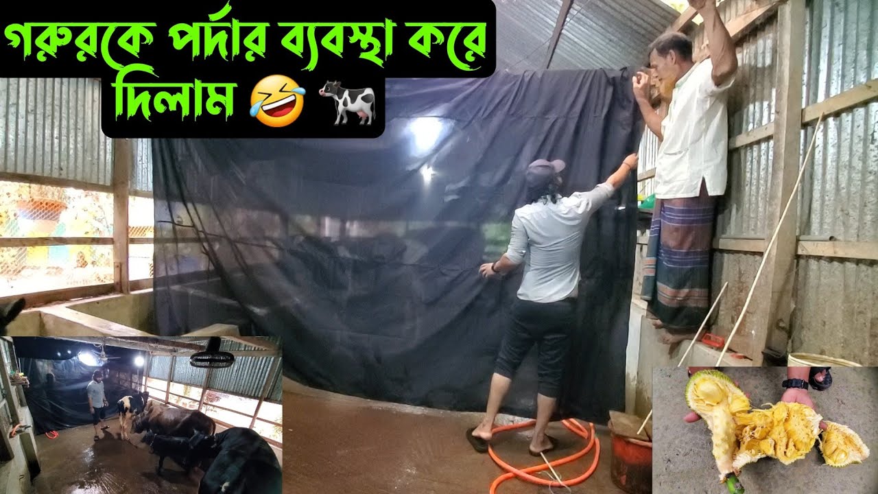 গরুরকে পর্দার ব্যবস্থা করে দিলাম 🤣 🐄