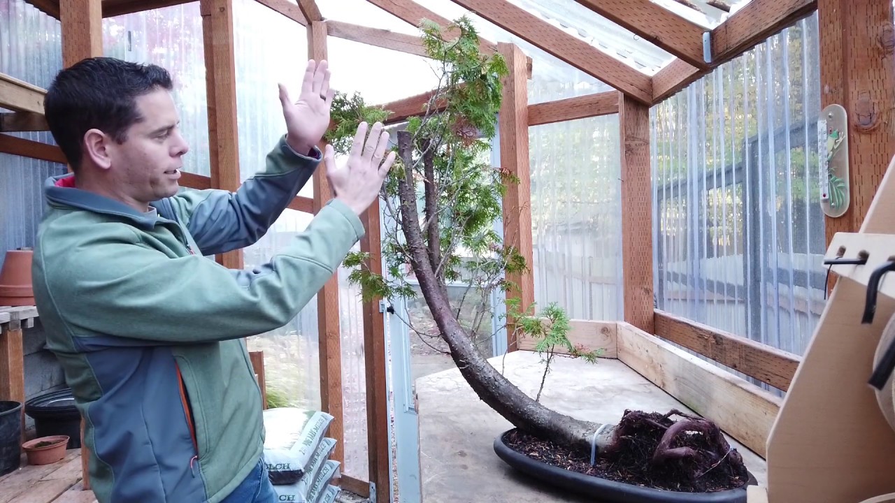 Fallen Tree Bonsai