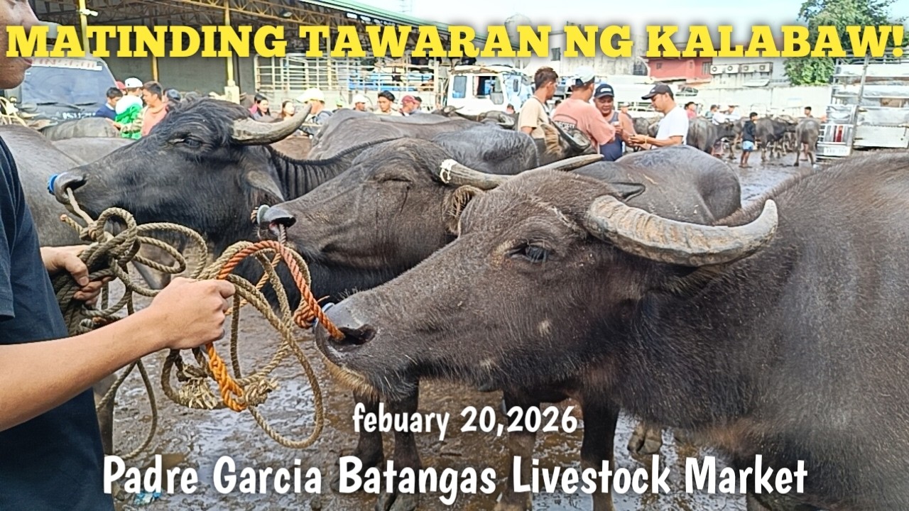 Matinding tawaran ng Kalabaw na Alagain!Padre Garcia Batangas