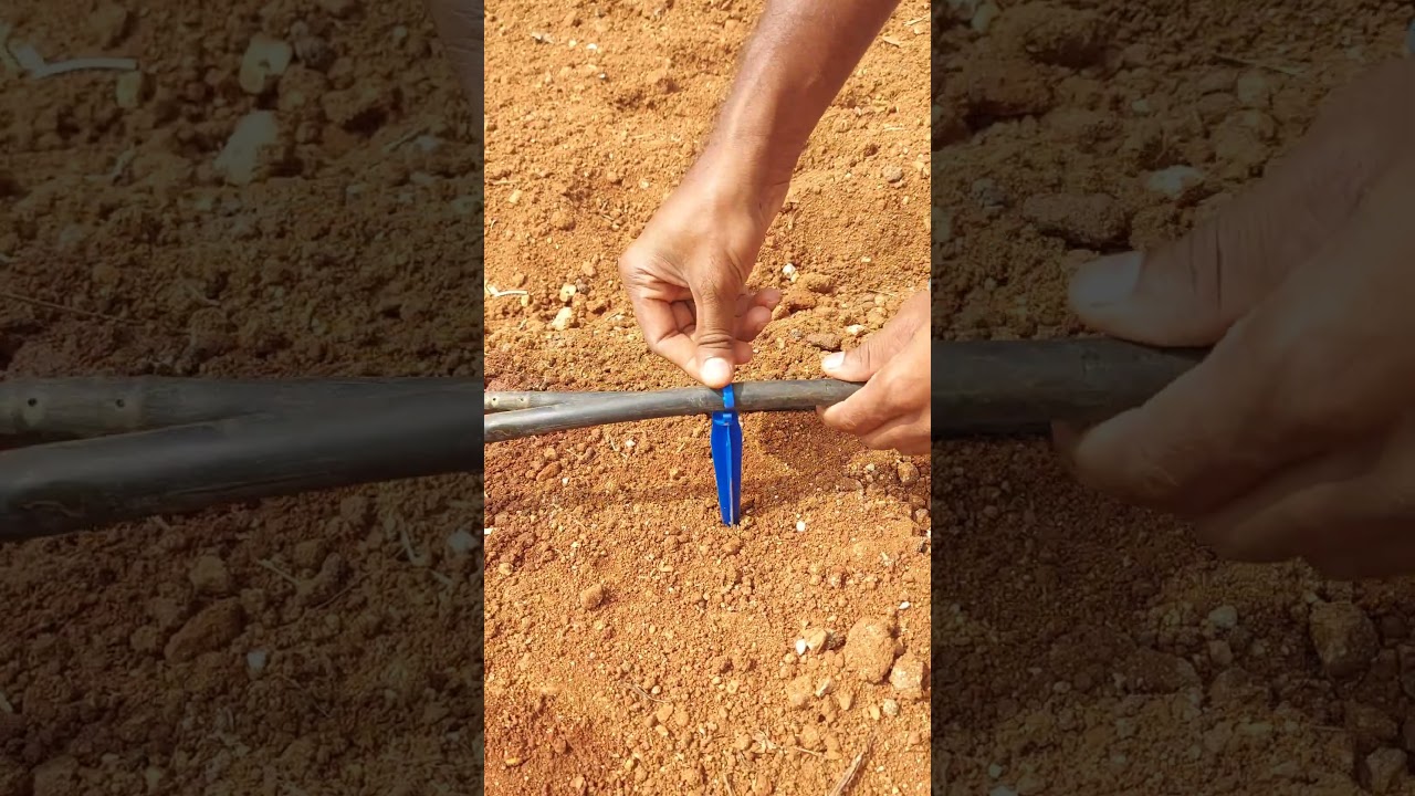💯Super idea!👌🏻To keep the drip pipe from moving!! #farming #shorts