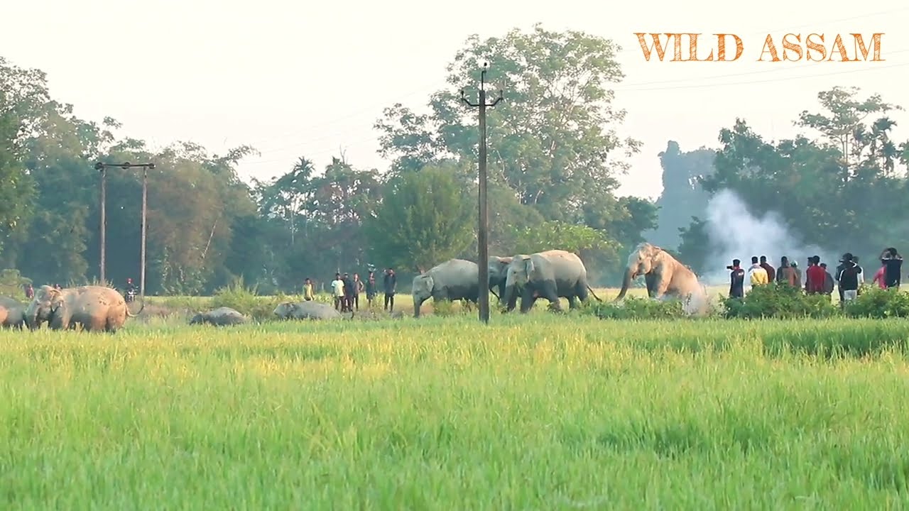 THE FIGHT BETWEEN FARMERS AND ELEPHANT HERD ||  NUMALIGARH HERD || MAN ELEPHANT CONFLICTS IN ASSAM