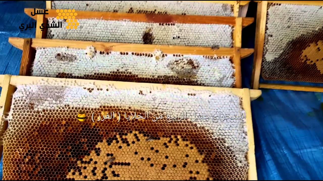 عسل ربيع الشمال من زهور البسباس إنتاج مناحل الشدي في رجب 1437
