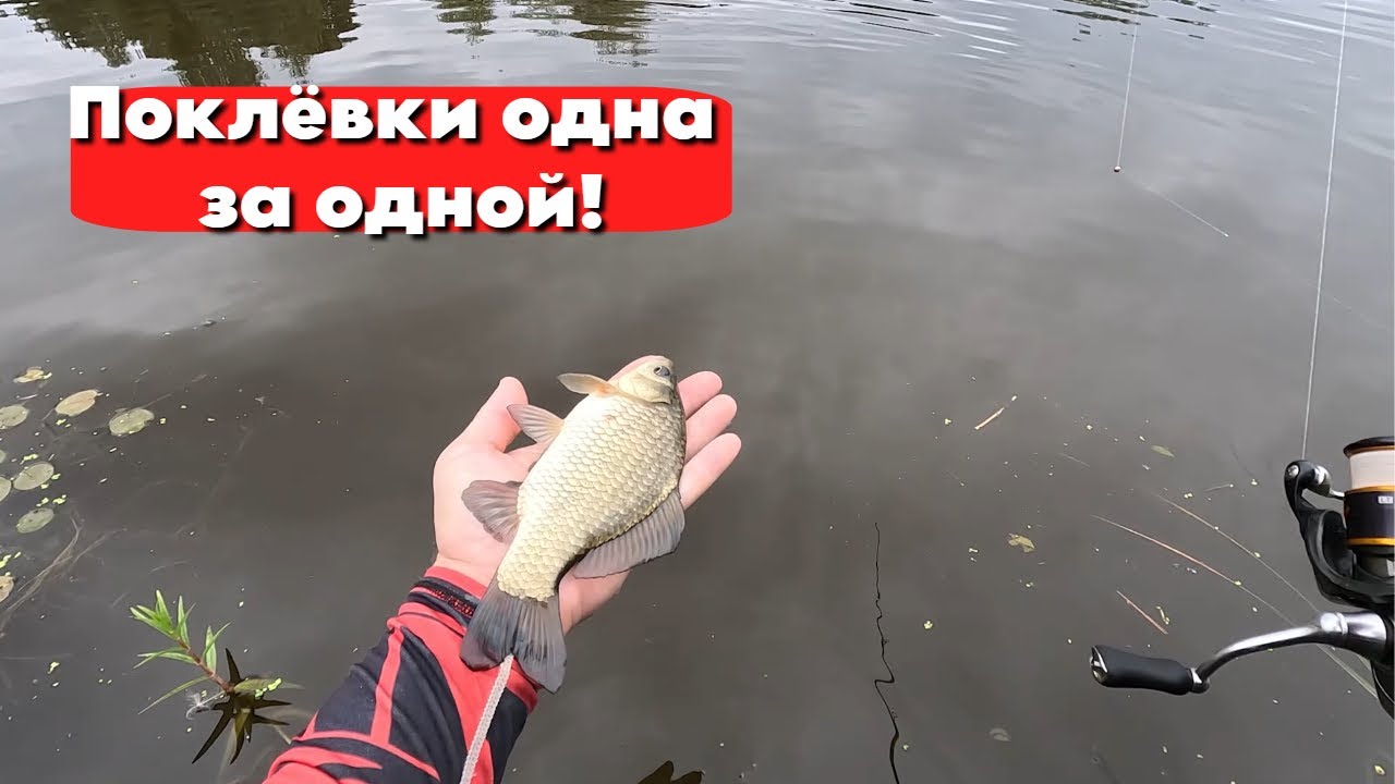 ПОКЛЕВКИ ОДНА ЗА ОДНОЙ! МОРМО ТВИЧИНГ КОСИТ КАРАСЯ!