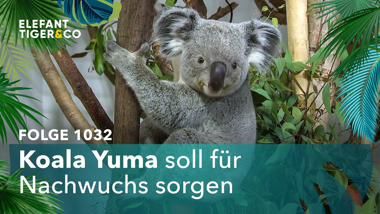 Wie eine Klette (Folge 1032) | Elefant, Tiger & Co. | MDR