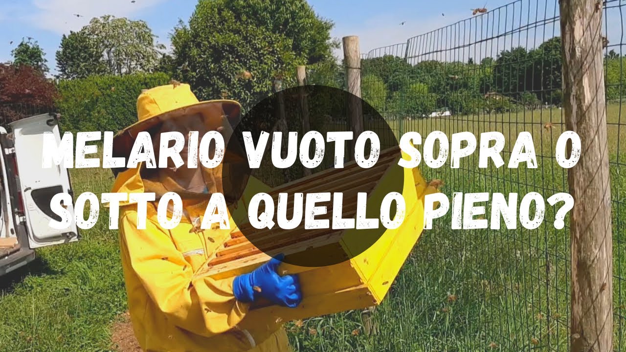 Apicoltura: melario vuoto sopra o sotto?