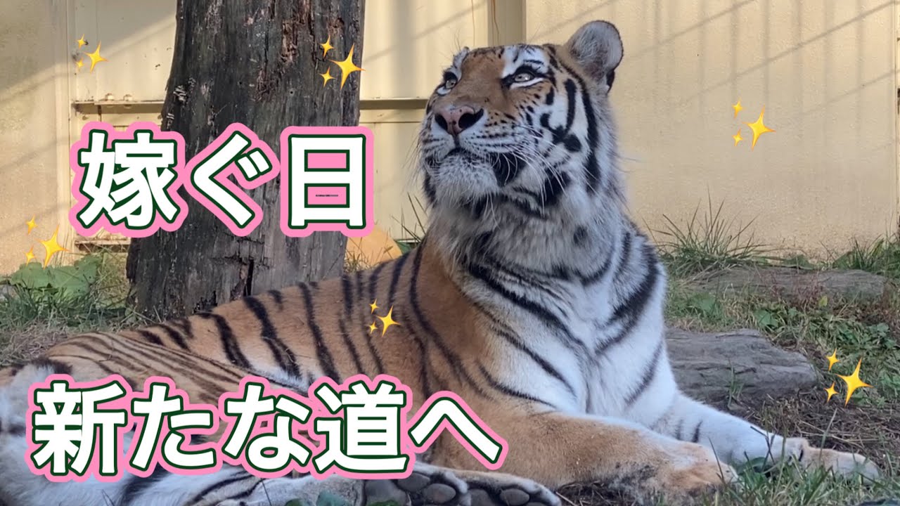 【旅立ち】トラのナージャ富士サファリに嫁入り。元旦那あさまとの挨拶はできるかな？vol712@釧路市動物園/Tiger moved for marriage. 2nd breeding attempt