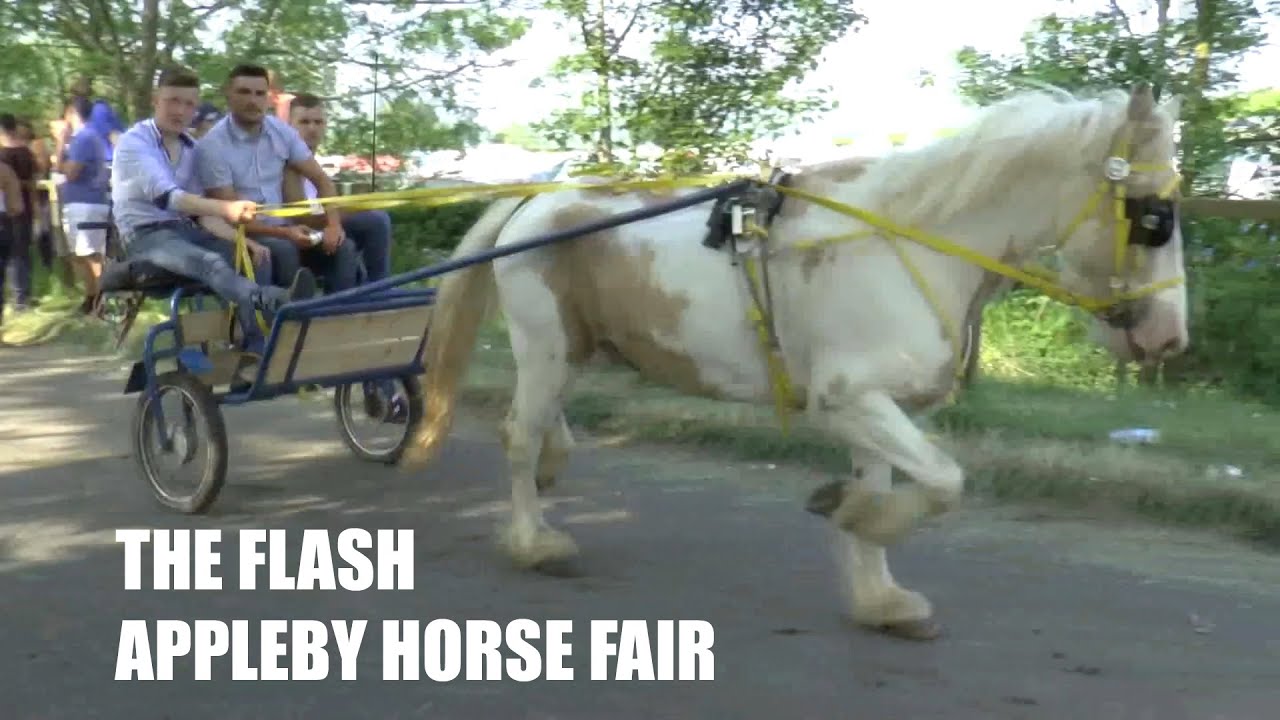 The Flash Appleby Horse Fair