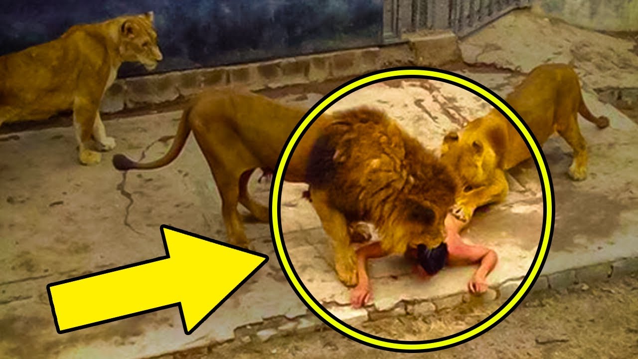 A Tragic Story of One Soviet Family Having Three Lions as Pets