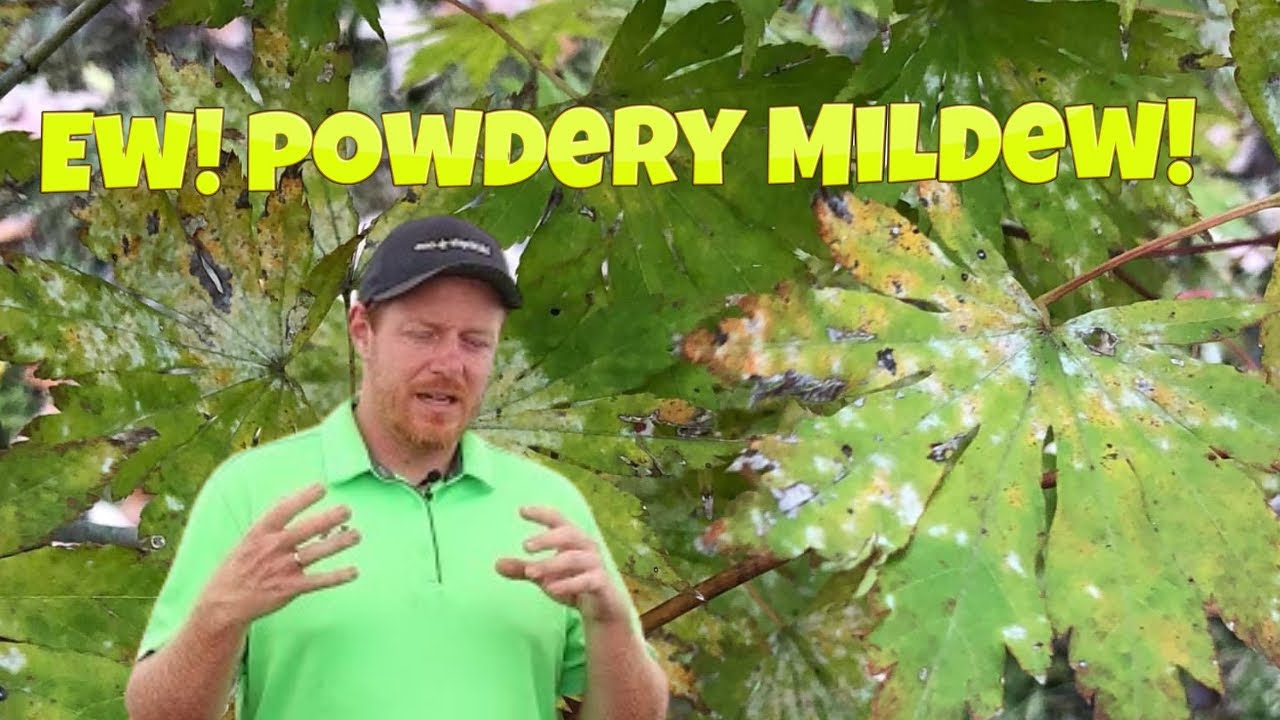 What To Do About Powdery Mildew On Japanese Maples | Gardening 101