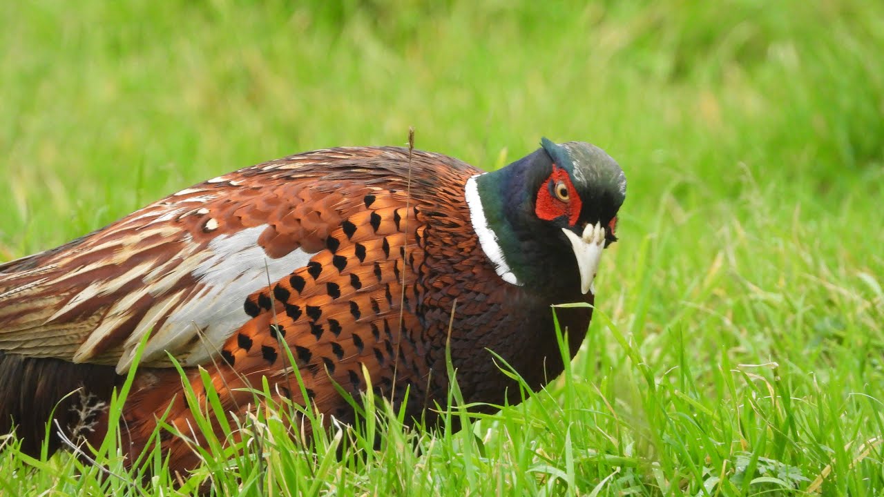 14 pheasant 