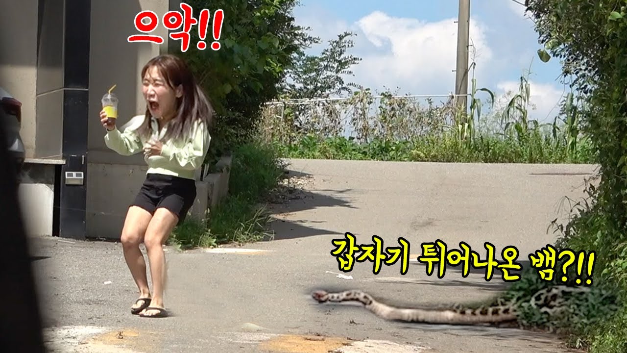 SUB) 으슥한 산 속을 걷고 있는데 거대한 뱀이 갑자기 튀어나온다면.....? #폭스클럽 #배꼽빌라