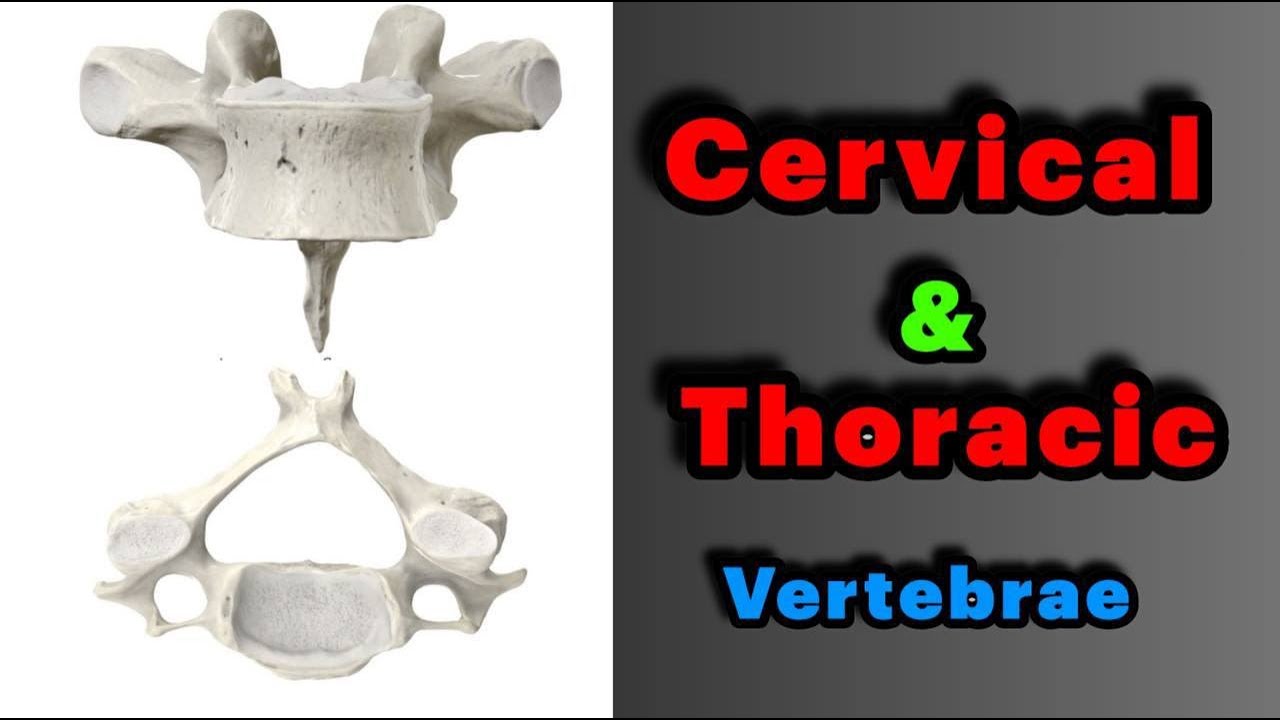 جلسه 2 | آناتومی مهره های گردنی و سینه ای- Anatomy of Cervical and Thoracic vertebrae